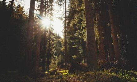 The future of Management in Next Year